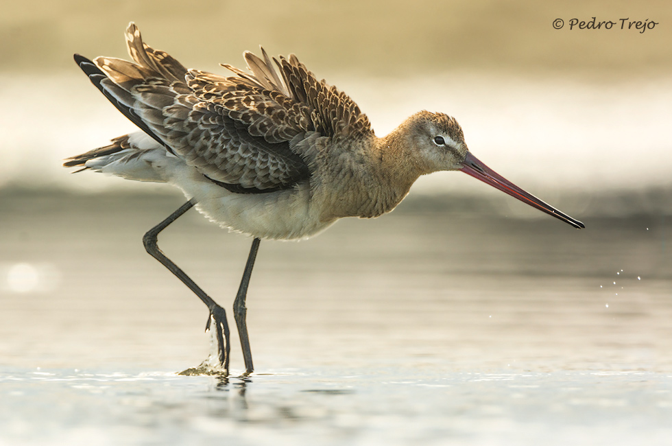 Aguja colinegra (Limosa limosa)